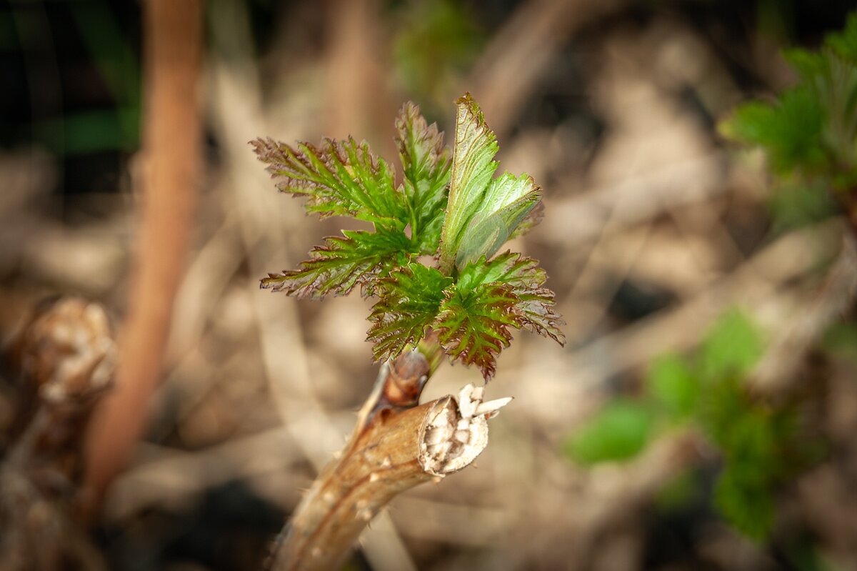 Распускается малина - Игорь Сикорский Распускается малина - Игорь Сикорский