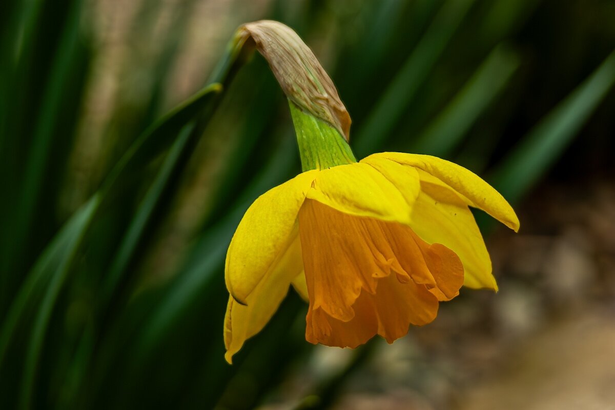 Уже зацвели нарциссы - Игорь Сикорский Уже зацвели нарциссы - Игорь Сикорский
