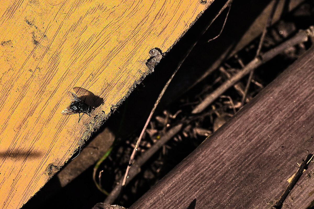 Musca domestica уже летает - Юрий Гайворонскiий Musca domestica уже летает - Юрий Гайворонскiий