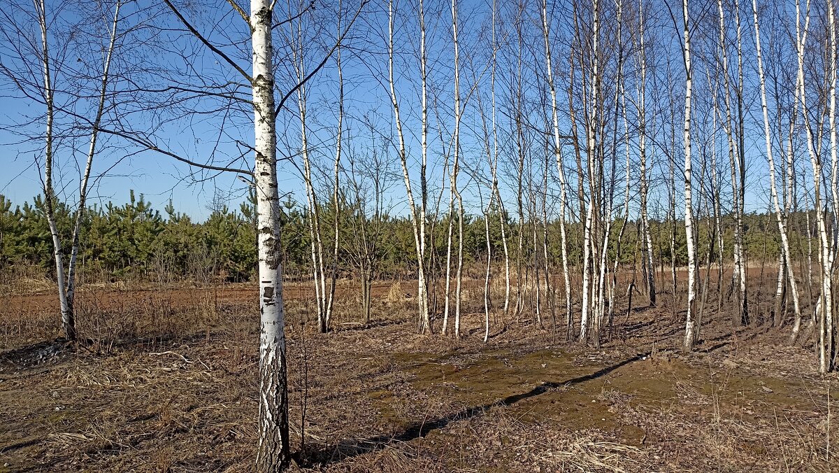 Март - Татьяна Тюменка