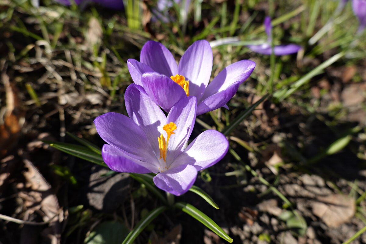 У цветов не бывает будней. Они всегда одеты празднично!... - Галина У цветов не бывает будней. Они всегда одеты празднично!... - Галина
