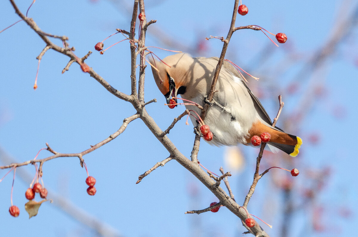 Яблочный обед. - Виктор Иванович Чернюк Яблочный обед. - Виктор Иванович Чернюк