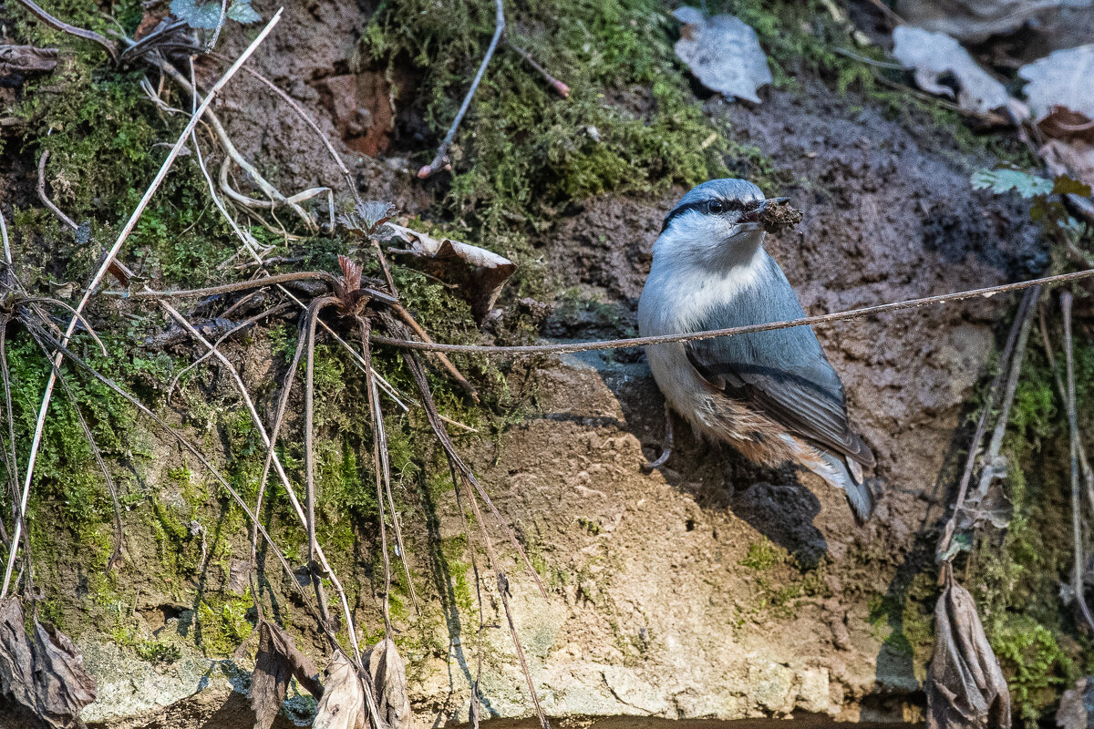 Поролзень.... - Павел Катков Поролзень.... - Павел Катков