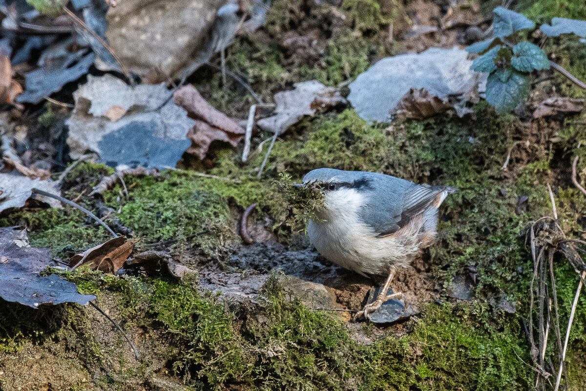 поползень... - Павел Катков поползень... - Павел Катков