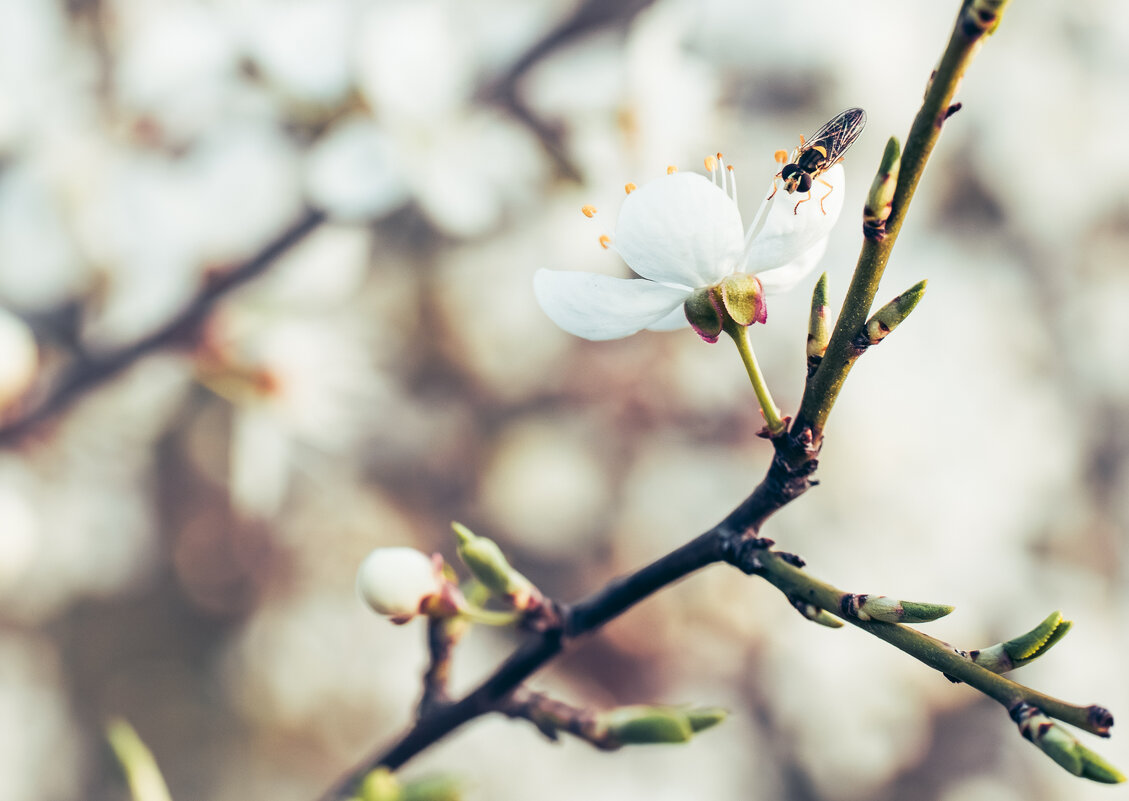 Первые цветы - daimos 