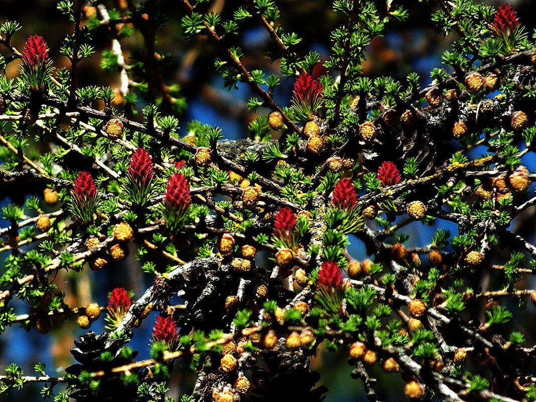 ** - Зоя Мишина ** - Зоя Мишина