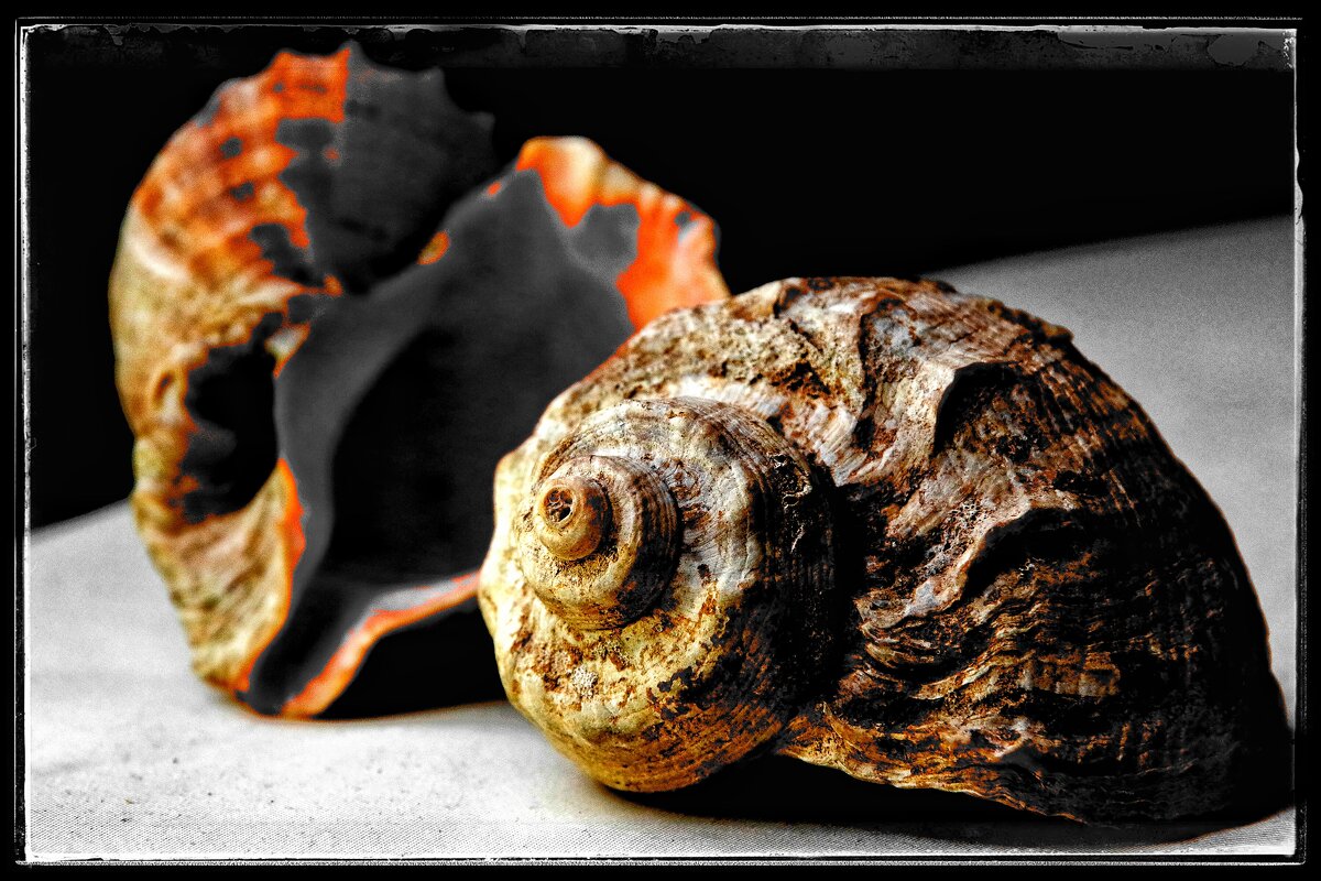 Спираль Фибоначчи в живой природе... - Руслан Спираль Фибоначчи в живой природе... - Руслан