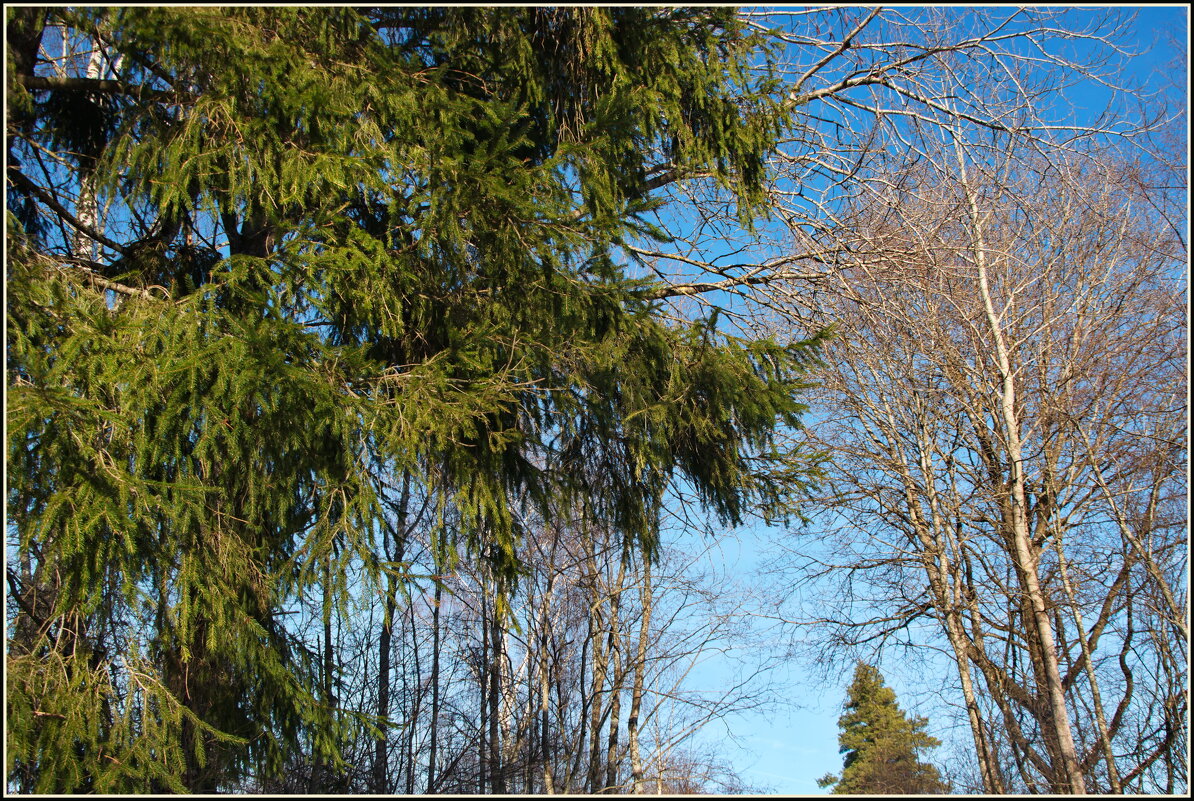 *** - lady v.ekaterina *** - lady v.ekaterina