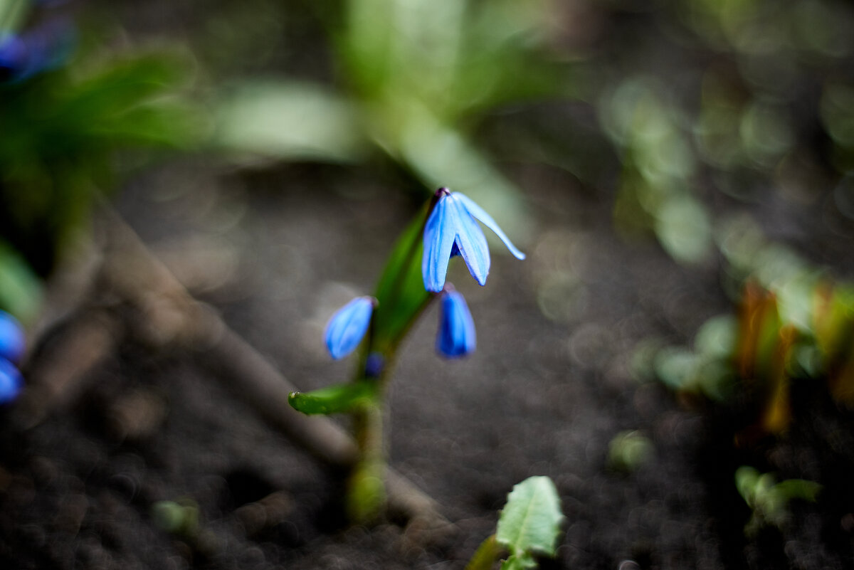пролески.Знак Весны - Александр Леонов пролески.Знак Весны - Александр Леонов