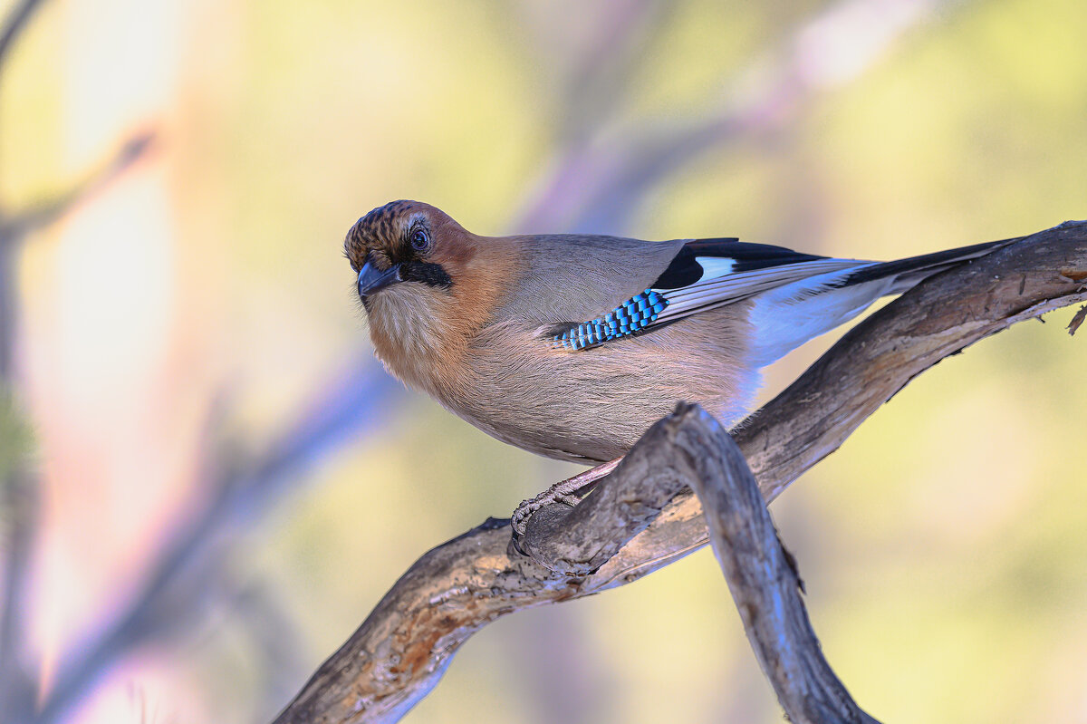 Сойка - Дмитрий 