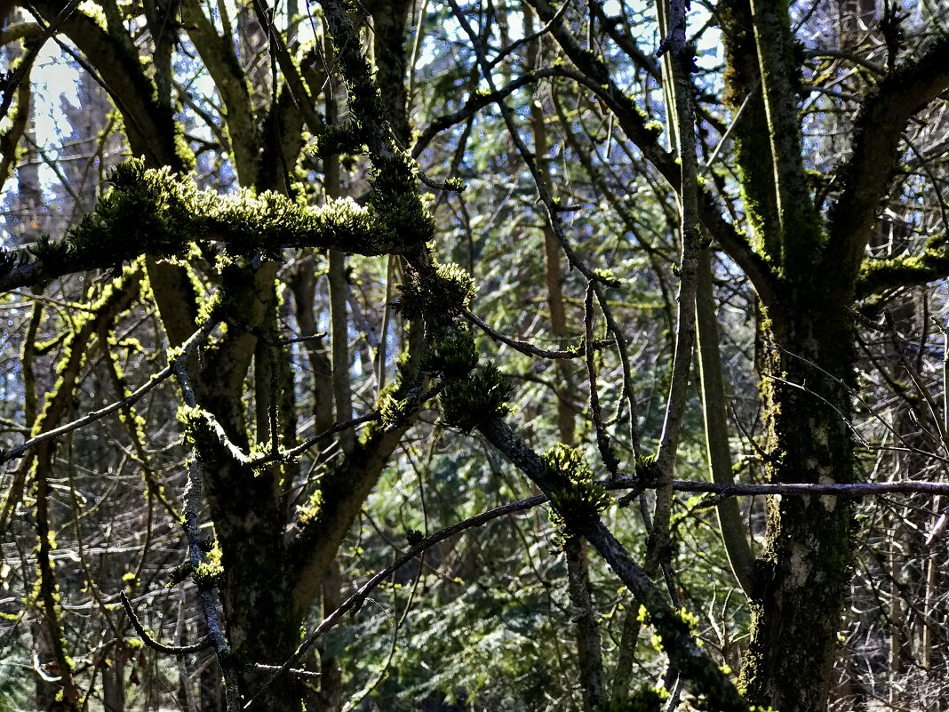 Замшелые ветви. - Любовь 