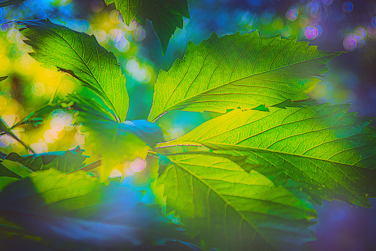 Зарисовка листвы - Владимир Кроливец Зарисовка листвы - Владимир Кроливец