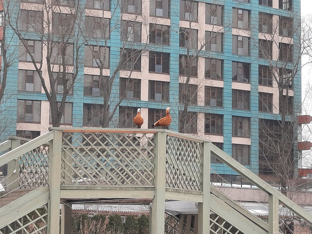 Март в Аптекарском огороде - Irene Irene