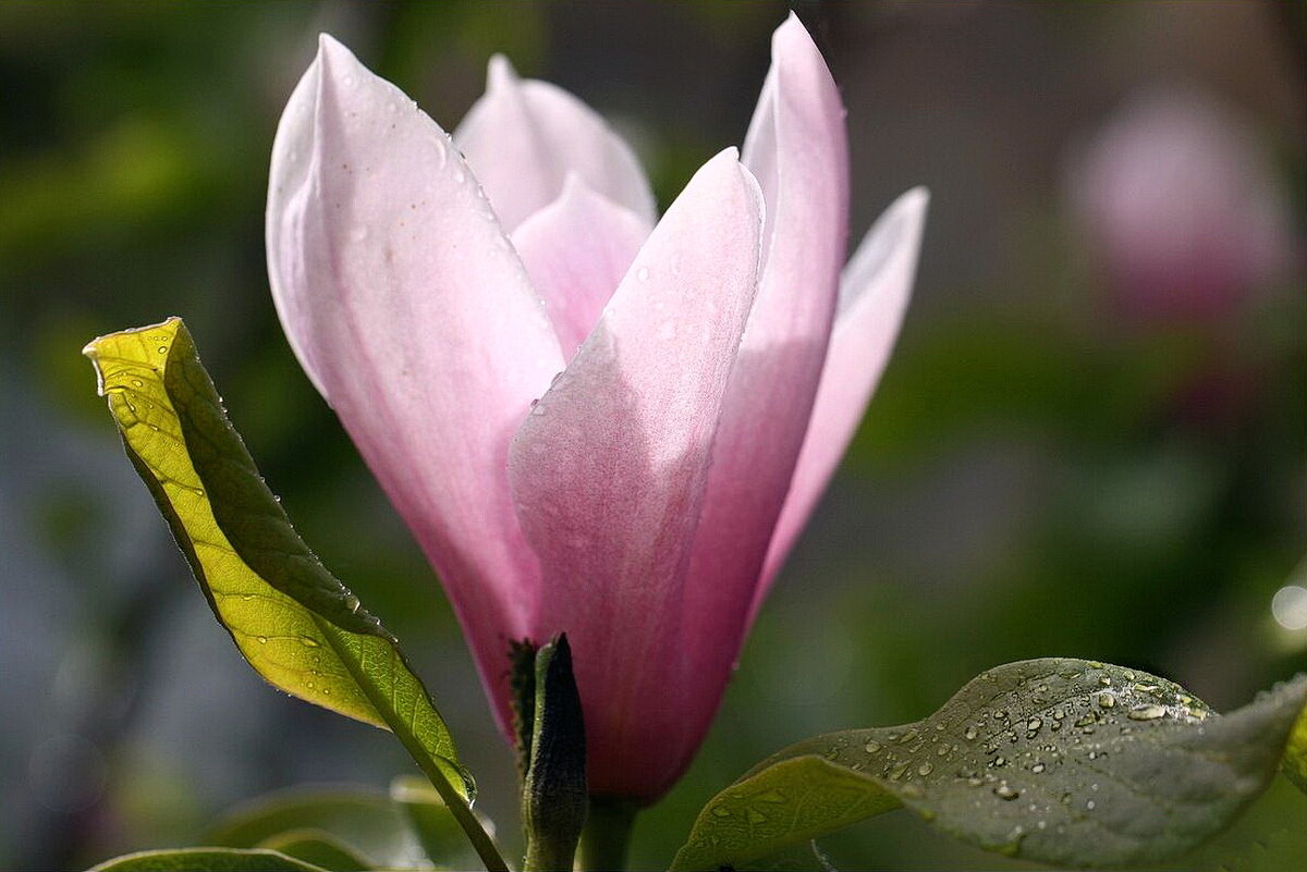 Магнолия - ZNatasha -