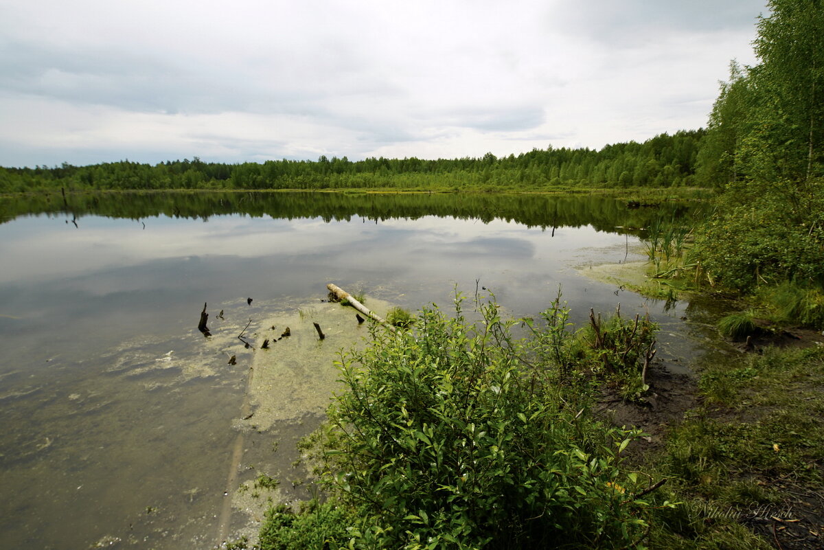 На карасятнике... - Николай Гирш На карасятнике... - Николай Гирш