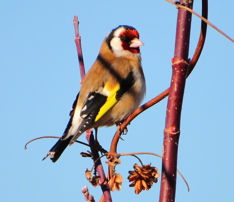 Черноголовый щегол - Андрей Снегерёв Черноголовый щегол - Андрей Снегерёв