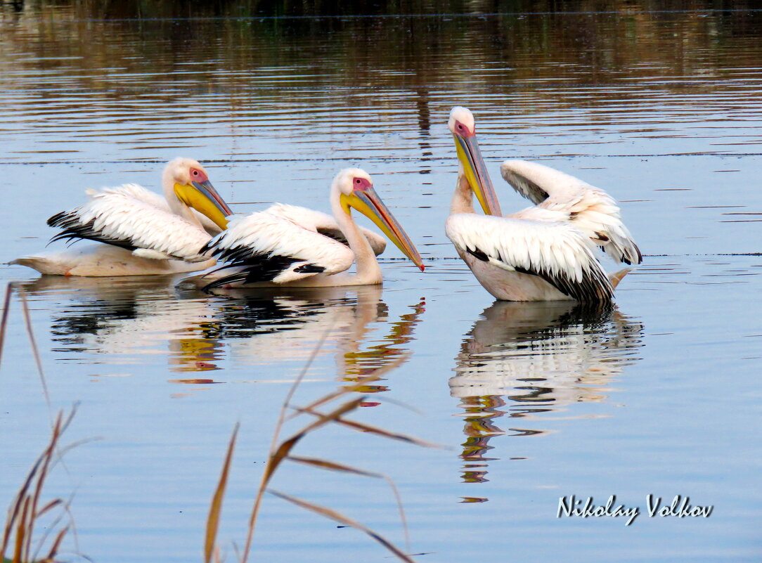 Пеликаны соображают на троих)) - Николай Волков