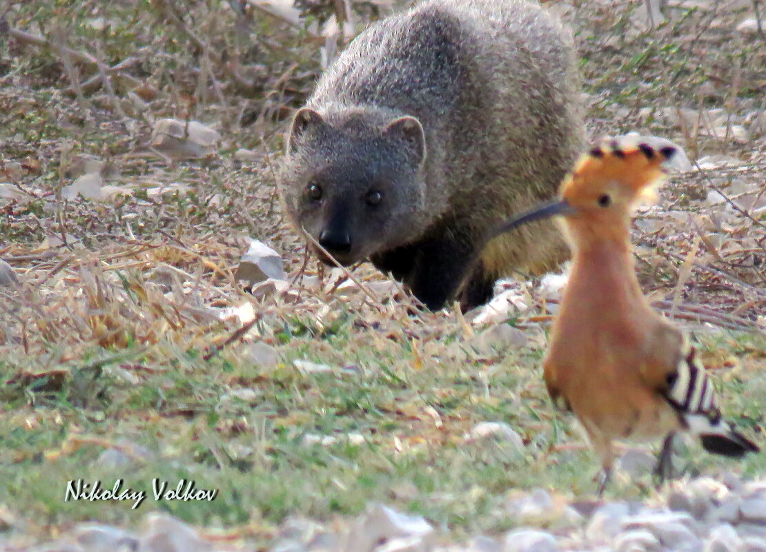 Мангуст охотится за удодом. - Николай Волков Мангуст охотится за удодом. - Николай Волков