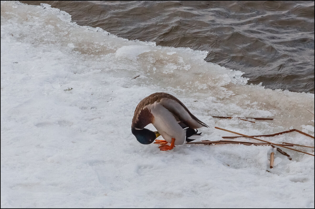 И что у меня там такое? - Александр Тарноградский И что у меня там такое? - Александр Тарноградский