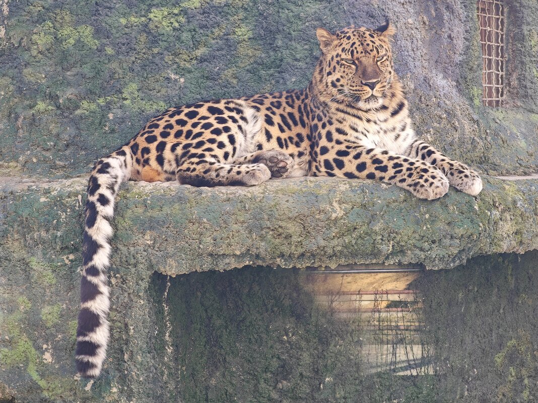 Дальневосточный леопард из Московского зоопарка - <<< Наташа >>> Дальневосточный леопард из Московского зоопарка - <<< Наташа >>>