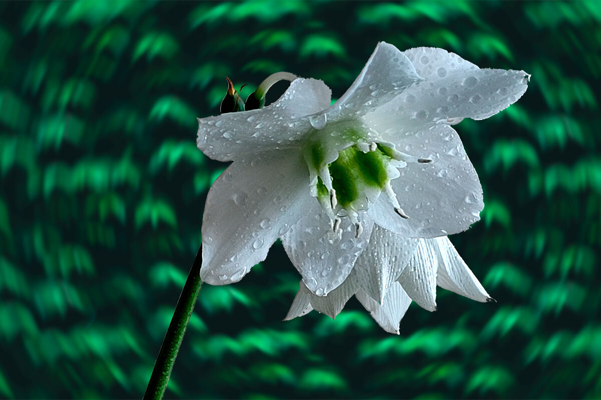 Эухарис - Александр Трухин Эухарис - Александр Трухин