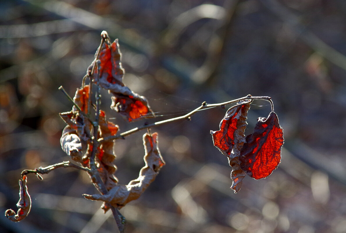 Природа 20 марта 1 - Александр Прокудин Природа 20 марта 1 - Александр Прокудин