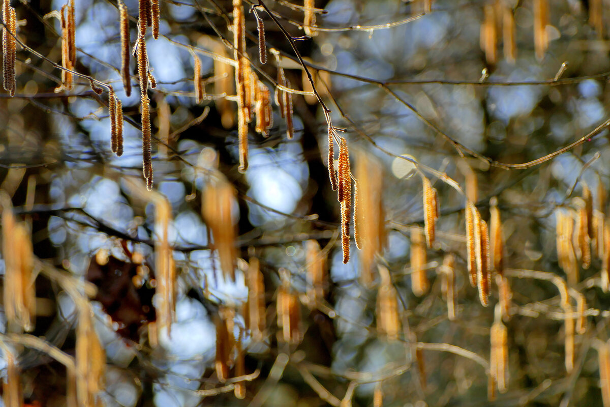 Природа 20 марта 4 - Александр Прокудин Природа 20 марта 4 - Александр Прокудин