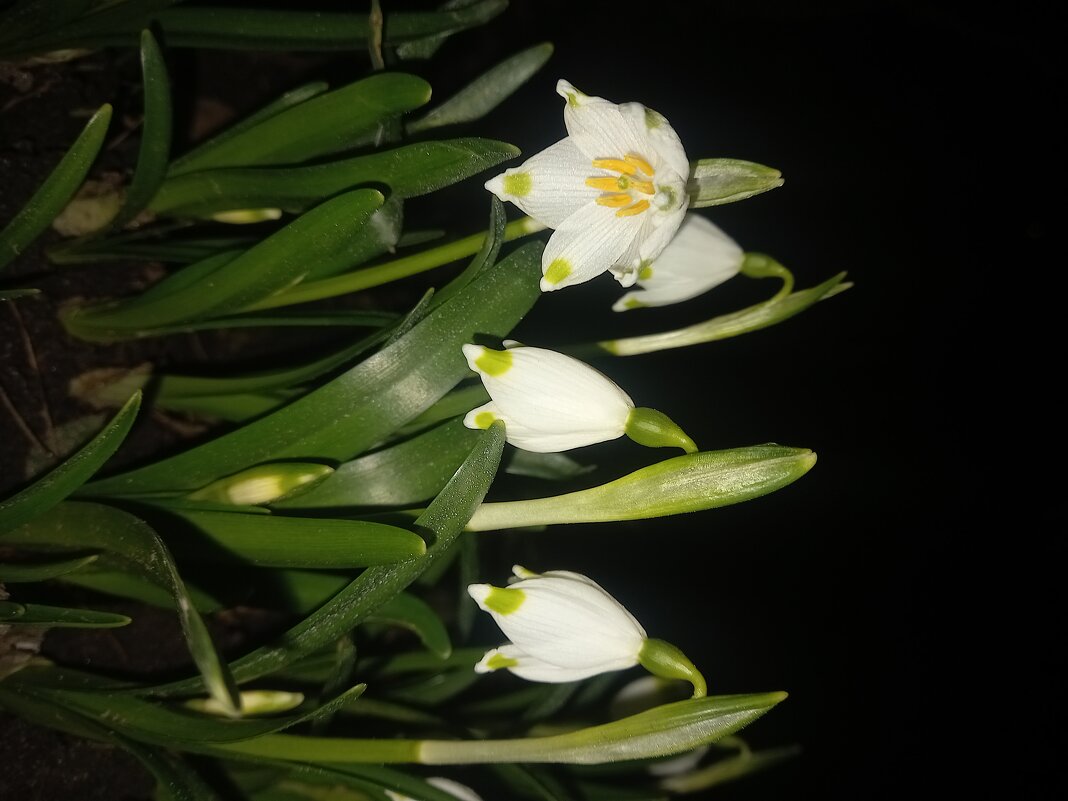 Белоцветник - Сапсан 