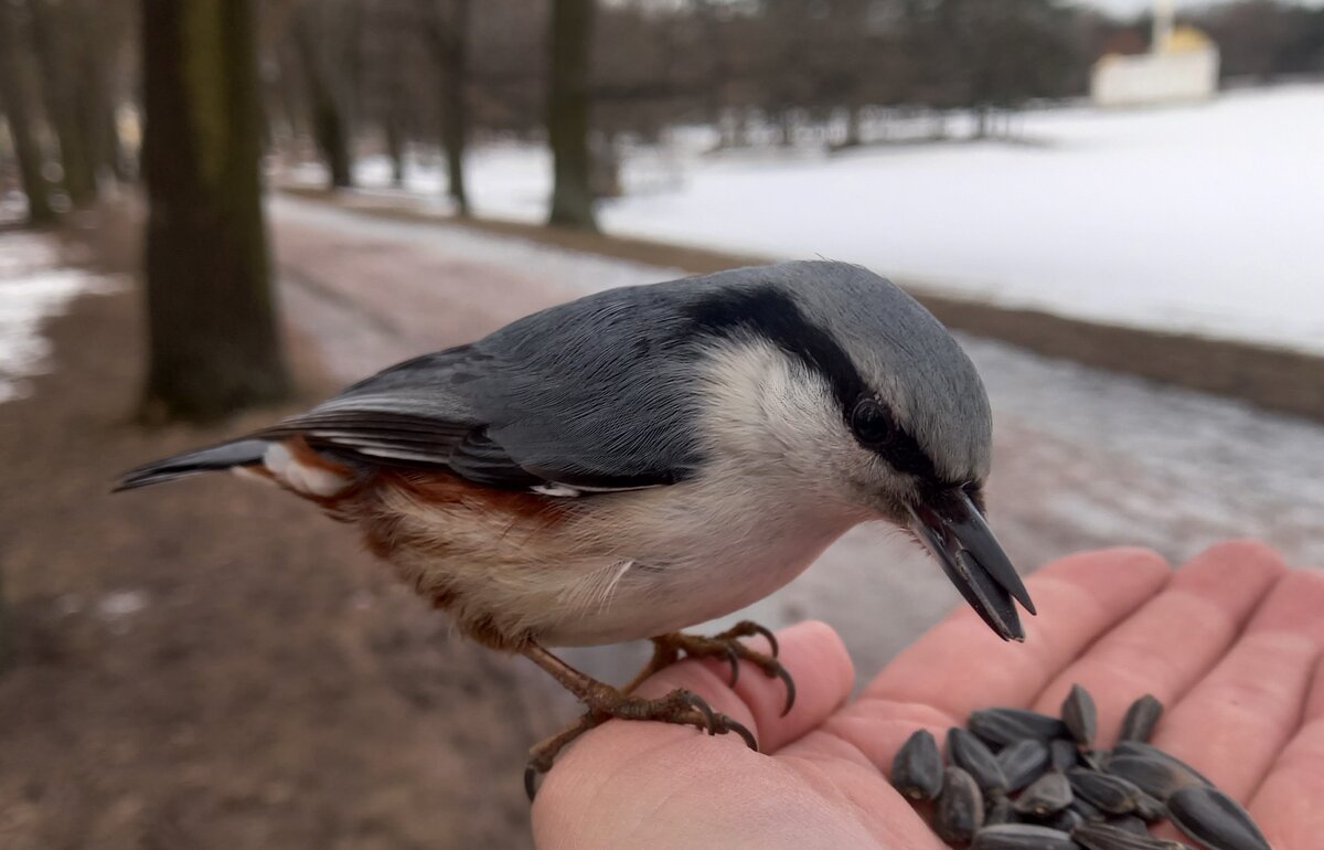 Поползень - Сапсан 