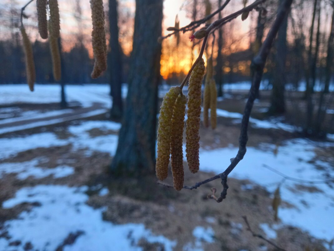 Орешник на рассвете - Сапсан Орешник на рассвете - Сапсан
