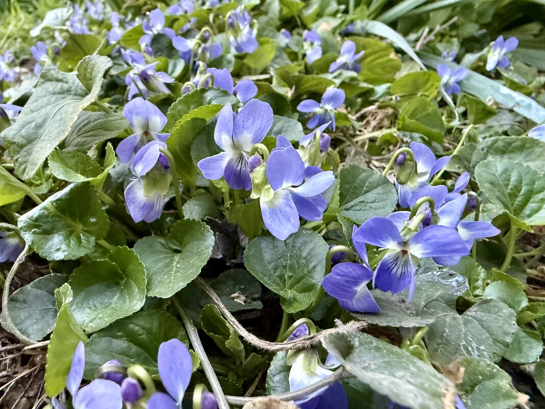 Фиалка лесная - Валентина .