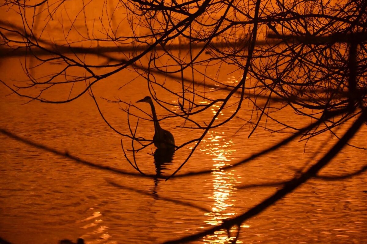 Цапля - пруд ей по колено - Надежда 