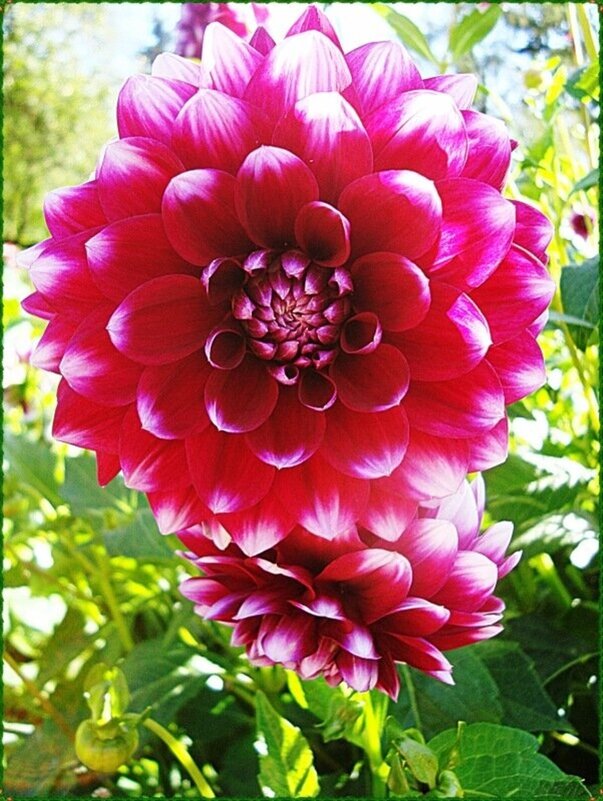 цветок - марта Камушкина цветок - марта Камушкина