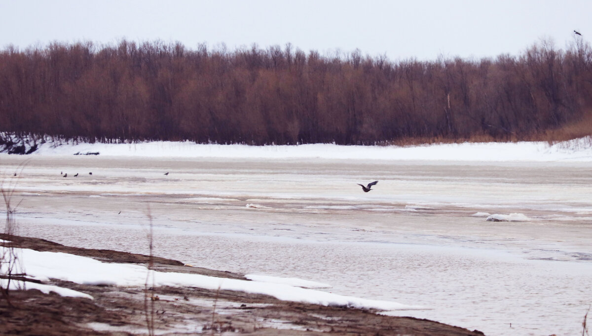 Апрель...Сизые чайки на Юганской Оби! - Владимир Апрель...Сизые чайки на Юганской Оби! - Владимир