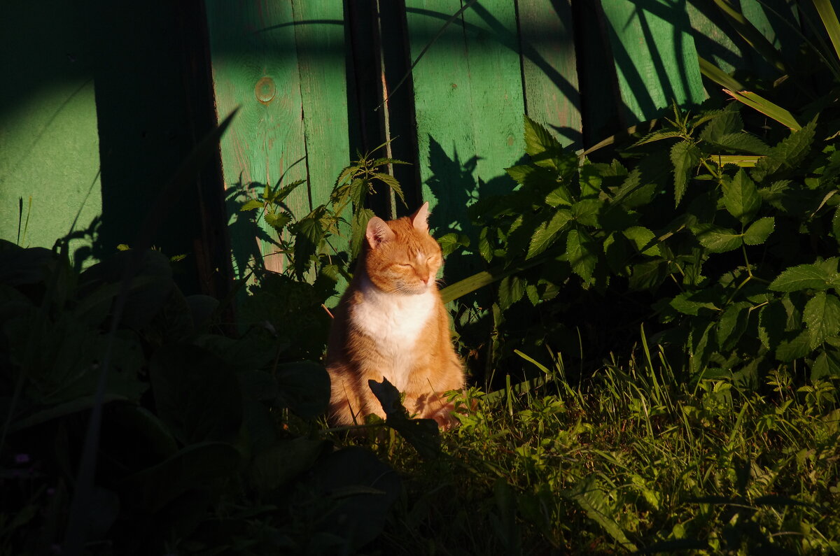 На солнышке - Сергей Швечков