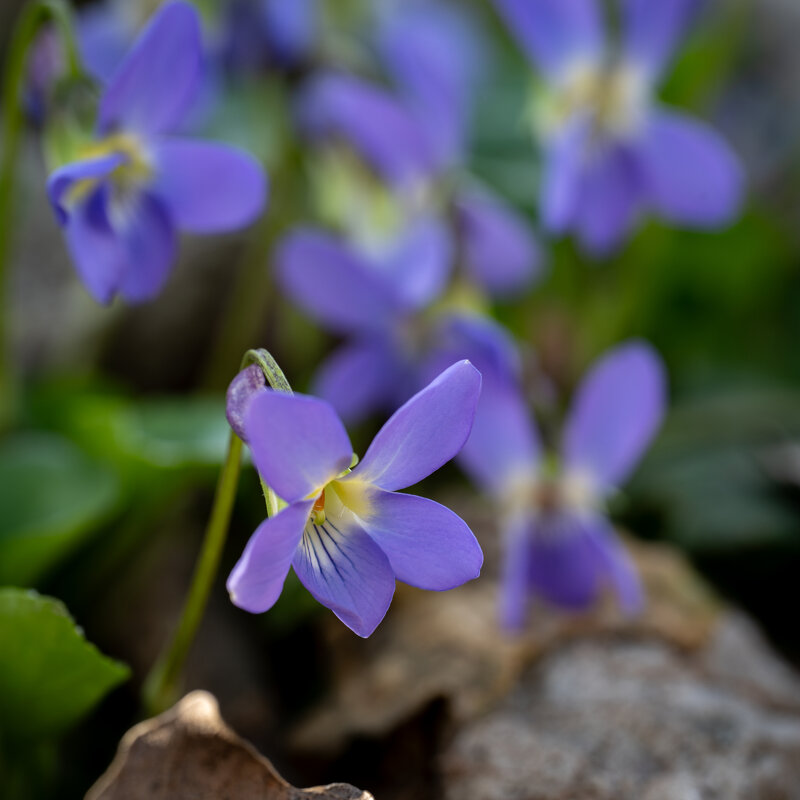 Нежная весна.... - Referee (Дмитрий) Нежная весна.... - Referee (Дмитрий)