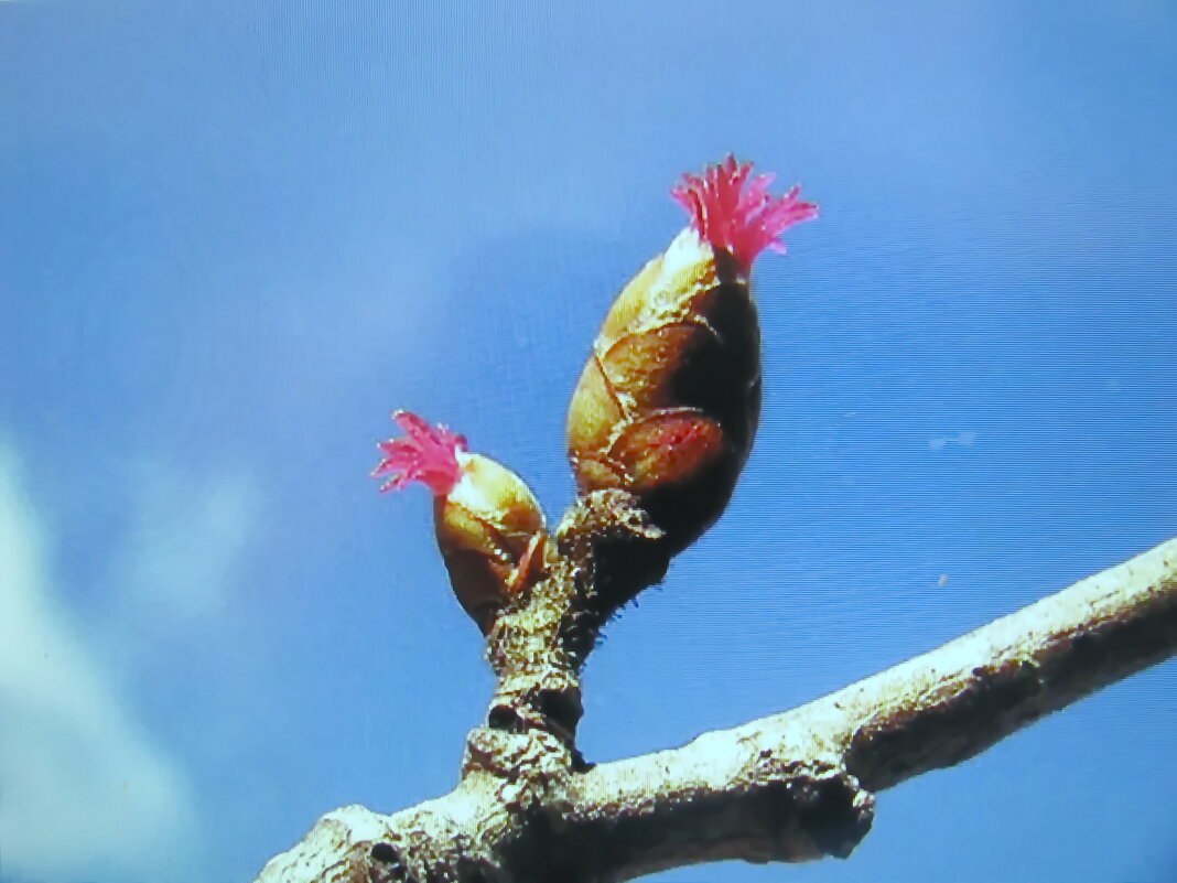 Орешник зацветает - Людмила Смородинская Орешник зацветает - Людмила Смородинская
