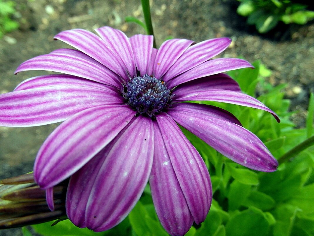 Остеоспермум. - nadyasilyuk Вознюк Остеоспермум. - nadyasilyuk Вознюк