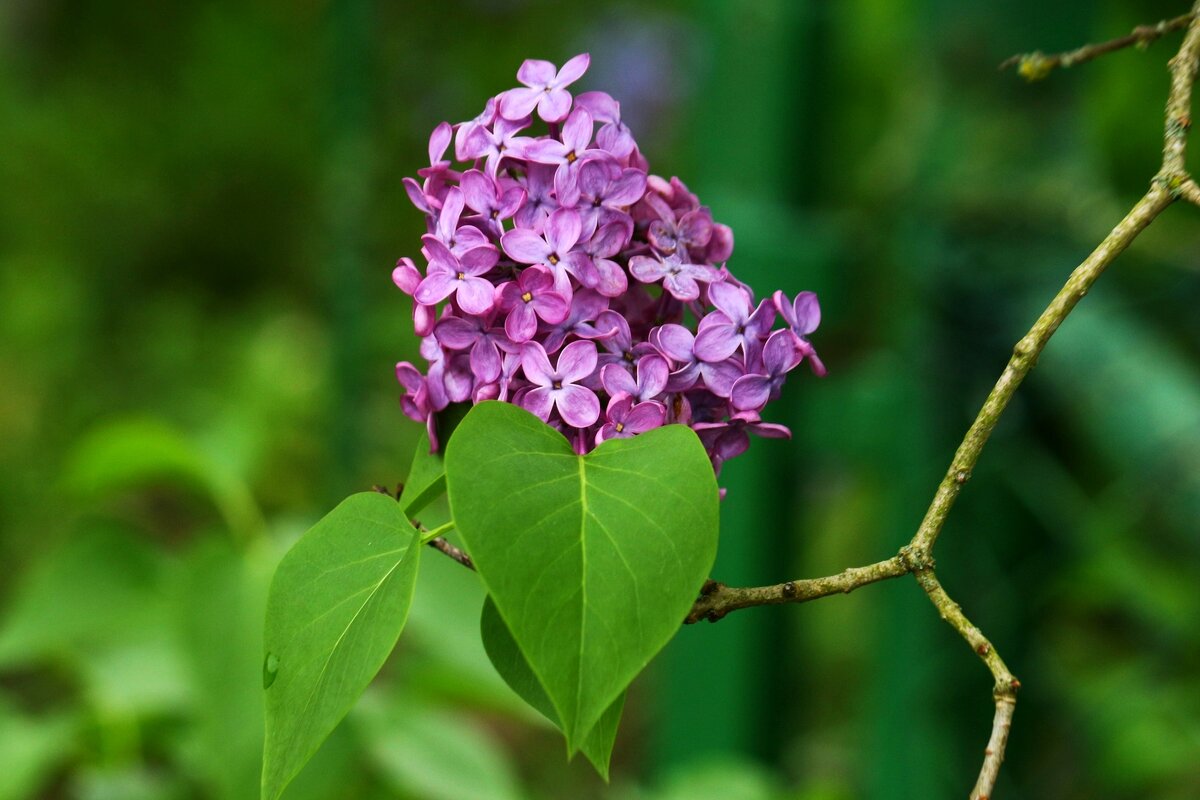 Доброе утро - Юрий. Шмаков