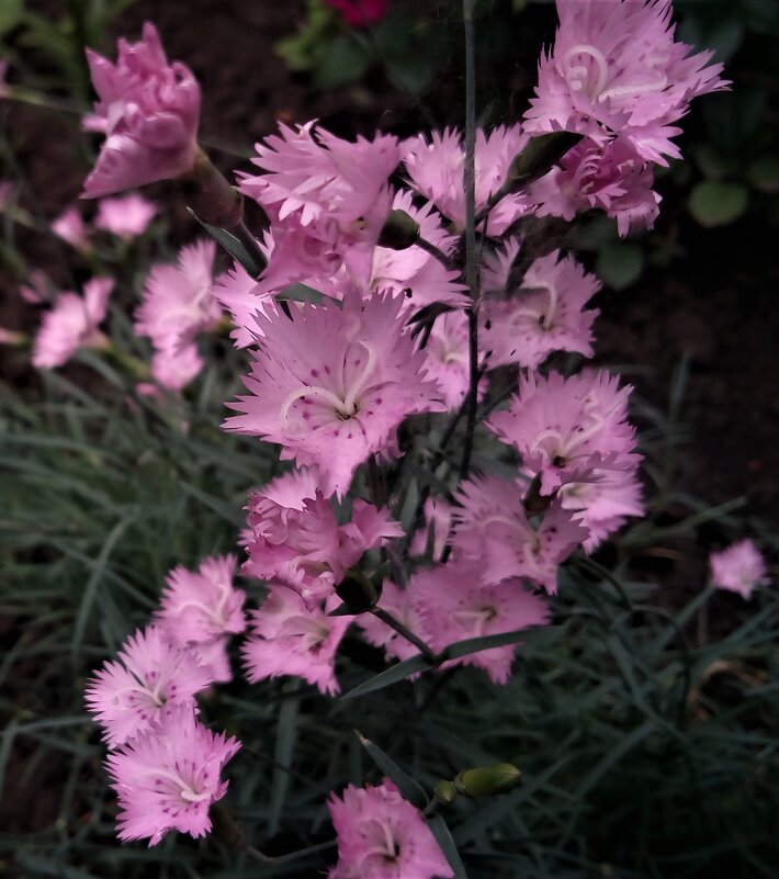 ,,, - Сергей Тимоновский ,,, - Сергей Тимоновский