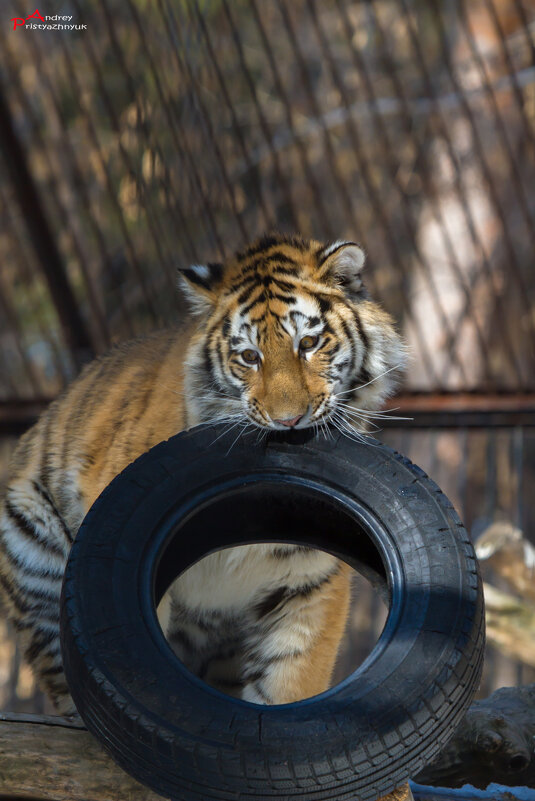 Любимая игрушка - Андрей Пристяжнюк Любимая игрушка - Андрей Пристяжнюк