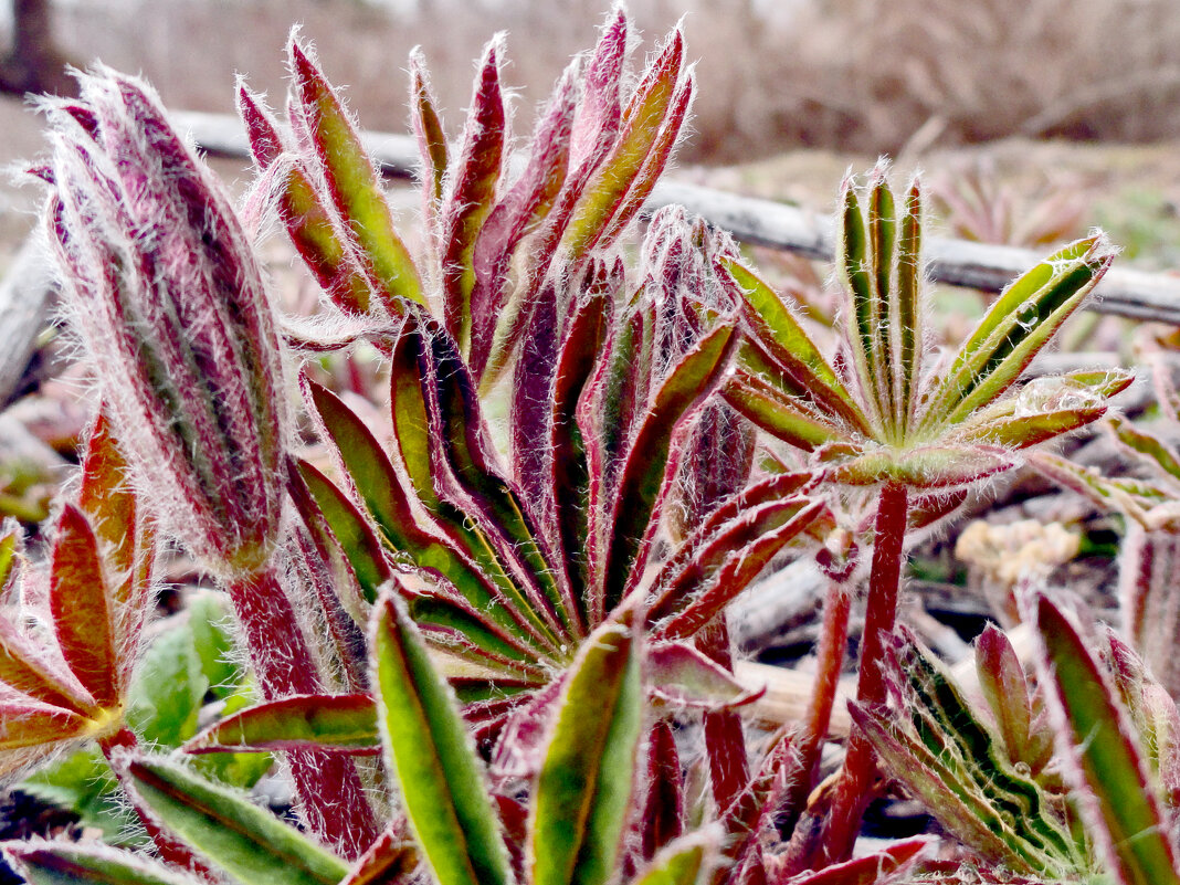 люпинусы пробились - Ольга люпинусы пробились - Ольга