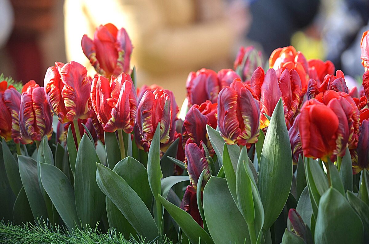 Репетиция весны - Татьяна Тюменка Репетиция весны - Татьяна Тюменка