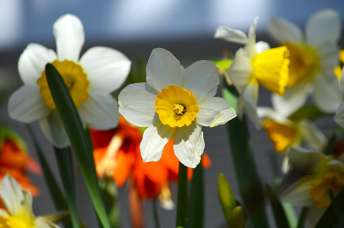 Репетиция веснв - Татьяна Тюменка Репетиция веснв - Татьяна Тюменка