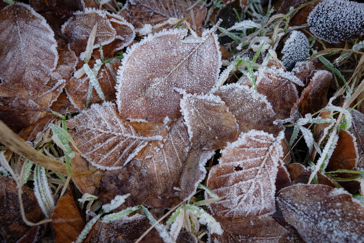 Иней на прошлогодних листьях... - Николай Гирш Иней на прошлогодних листьях... - Николай Гирш