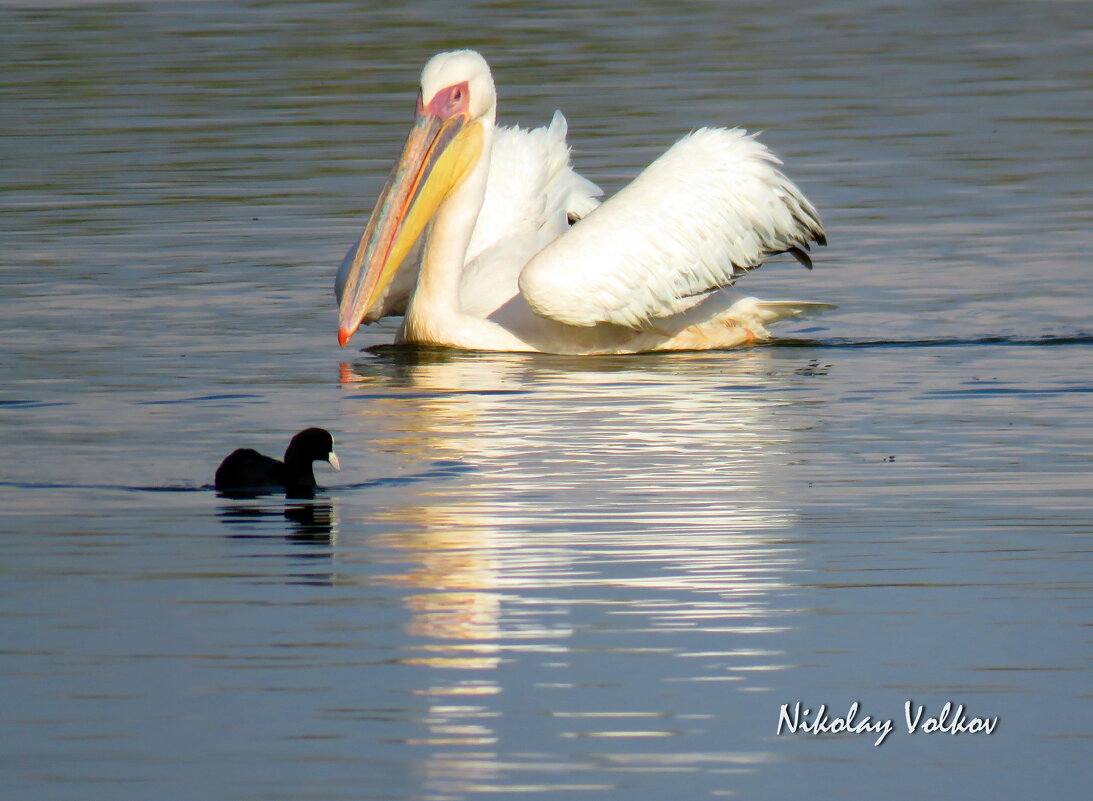 Дай дорогу мелюзга)) - Николай Волков Дай дорогу мелюзга)) - Николай Волков