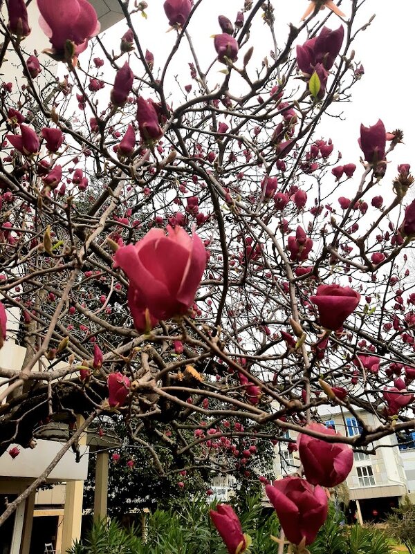 Магнолия Суланжа. Сочи - Tata Wolf Магнолия Суланжа. Сочи - Tata Wolf