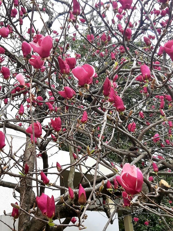 Магнолия Суланжа. Сочи - Tata Wolf Магнолия Суланжа. Сочи - Tata Wolf