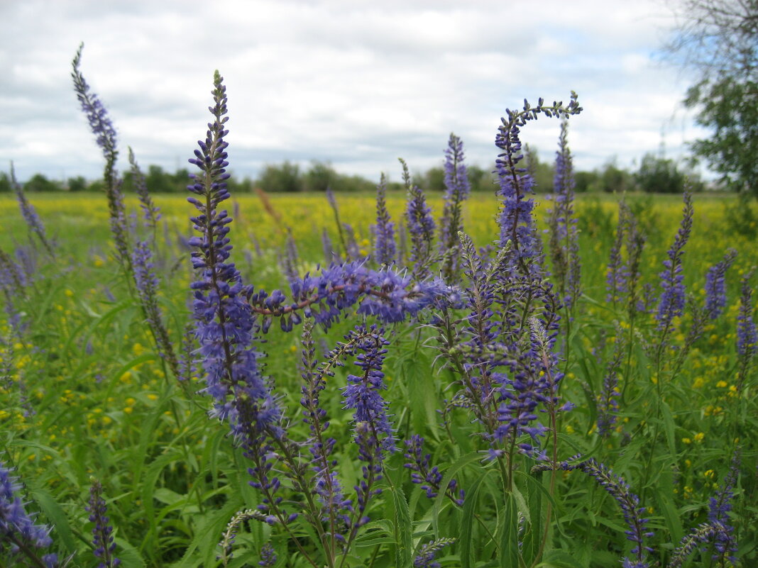 Вероника - Anna Ivanova