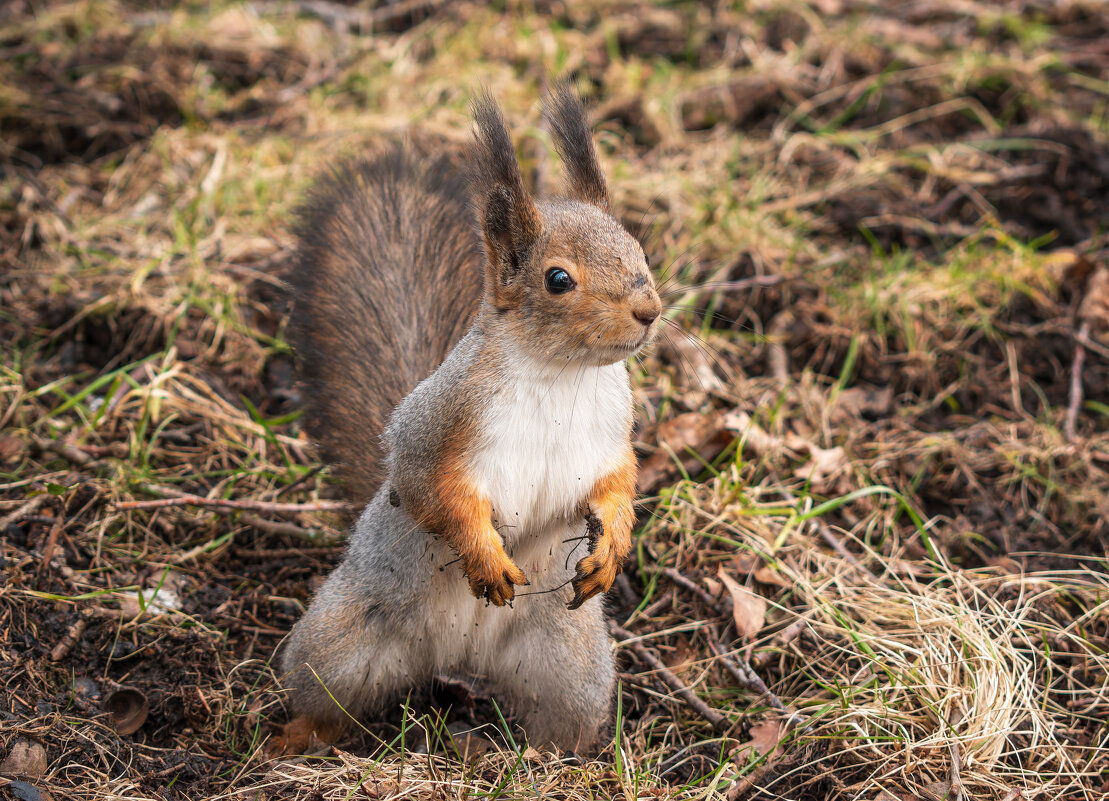 Восхитительная мадам в меховом пальто и рыжих перчатках - Дарья Меркулова Восхитительная мадам в меховом пальто и рыжих перчатках - Дарья Меркулова